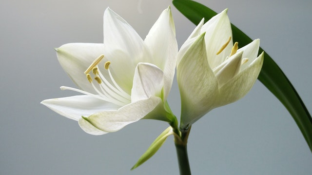 White lilies